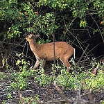 Rare Barking Deer

Modern Punjabi
n. haran. M; harni. F;

ਨਾਮੁ ਨਿਧਾਨੁ ਹਰਿ ਵਣਜੀਐ ਹੀਰੇ ਪਰਵਾਲੇ ॥
naam nidhhaan har vanajeeai heerae paravaalae ||
He deals in the treasure of the Lord's Name, the jewels and the diamonds.


ਵਿਣੁ ਕਾਇਆ ਜਿ ਹੋਰ ਥੈ ਧਨੁ ਖੋਜਦੇ ਸੇ ਮੂੜ ਬੇਤਾਲੇ ॥
vin kaaeiaa j hor thhai dhhan khojadhae sae moorr baethaalae ||
Those who search for this treasure outside of the body, in other places, are foolish demons.


ਸੇ ਉਝੜਿ ਭਰਮਿ ਭਵਾਈਅਹਿ ਜਿਉ ਝਾੜ ਮਿਰਗੁ ਭਾਲੇ ॥੧੫॥
sae oujharr bharam bhavaaeeahi jio jhaarr mirag bhaalae ||15||
They wander around in the wilderness of doubt, like the deer who searches for the musk in the bushes. ||15||

Guru Ram Das Dev ji