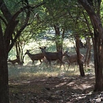 Swamp Deer - Mother and fawns

Another variety of deer native to northern India. 

Modern Punjabi
n. haran. M; harni. F;

ਤੂੰ ਸੁਣਿ ਹਰਣਾ ਕਾਲਿਆ ਕੀ ਵਾੜੀਐ ਰਾਤਾ ਰਾਮ ॥
thoon sun haranaa kaaliaa kee vaarreeai raathaa raam ||
Listen, O black deer: why are you so attached to the orchard of passion?


ਬਿਖੁ ਫਲੁ ਮੀਠਾ ਚਾਰਿ ਦਿਨ ਫਿਰਿ ਹੋਵੈ ਤਾਤਾ ਰਾਮ ॥
bikh fal meethaa chaar dhin fir hovai thaathaa raam ||
The fruit of sin is sweet for only a few days, and then it grows hot and bitter.

Guru Nanak Dev ji