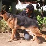 German Shepherds are very popular in India.

Dog, Modern Punjabi
n. kutta. M; kutti. F; 1. Mad dog. Halka. M; halkaya. M; 2. A small dog. Khanda. M; katura. M; gular. M;

ਮਛੀ ਤਾਰੂ ਕਿਆ ਕਰੇ ਪੰਖੀ ਕਿਆ ਆਕਾਸੁ ॥
mashhee thaaroo kiaa karae pankhee kiaa aakaas ||
What can deep water do to a fish? What can the vast sky do to a bird?


ਪਥਰ ਪਾਲਾ ਕਿਆ ਕਰੇ ਖੁਸਰੇ ਕਿਆ ਘਰ ਵਾਸੁ ॥
pathhar paalaa kiaa karae khusarae kiaa ghar vaas ||
What can cold do to a stone? What is married life to a eunuch?


ਕੁਤੇ ਚੰਦਨੁ ਲਾਈਐ ਭੀ ਸੋ ਕੁਤੀ ਧਾਤੁ ॥
kuthae chandhan laaeeai bhee so kuthee dhhaath ||
You may apply sandalwood oil to a dog, but he will still be a dog.