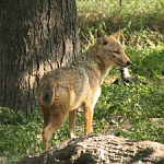 Golden Jackal