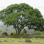 The mango tree must look very large, even endless, to the songbird. It is cool, and it shelters her from the rain. In Gurbani the mango tree is a symbol for the Lord, who is our Shelter and our Support.


 ਜਿਉ ਕੋਕਿਲ ਕਉ ਅੰਬੁ ਬਾਲਹਾ ਤਿਉ ਮੇਰੈ ਮਨਿ ਰਾਮਈਆ ॥੨॥
jio kokil ko anb baalehaa thio maerai man raameeaa ||2||
and the mango is dear to the cuckoo, so is the Lord to my mind. ||2||