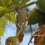 This one, Kohel (Kokil), is the female. Her feathers are spotted.

 ਜਿਉ ਕੋਕਿਲ ਕਉ ਅੰਬੁ ਬਾਲਹਾ ਤਿਉ ਮੇਰੈ ਮਨਿ ਰਾਮਈਆ ॥੨॥
jio kokil ko anb baalehaa thio maerai man raameeaa ||2||
and the mango is dear to the cuckoo, so is the Lord to my mind. ||2||