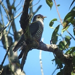 And another cuckoo, one more chatrik.


 ਕੋਕਿਲ ਅੰਬ ਪਰੀਤਿ ਚਵੈ ਸੁਹਾਵੀਆ ਮਨ ਹਰਿ ਰੰਗੁ ਕੀਜੀਐ ॥
kokil anb pareeth chavai suhaaveeaa man har rang keejeeai ||
The cuckoo is in love with the mango tree, and sings so sweetly. O my mind, love the Lord in this way.