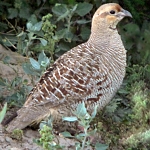 Another chatrik, similar to the partridge in Europe and North America.

The chatrik in sriRaag is a symbol of the soul bride. 

 ਅਨਦਿਨੁ ਸਦਾ ਫਿਰੈ ਬਿਲਲਾਦੀ ਬਿਨੁ ਪਿਰ ਨੀਦ ਨ ਪਾਵਣਿਆ ॥੪॥
anadhin sadhaa firai bilalaadhee bin pir needh n paavaniaa ||4||
She wanders around continually, crying out, night and day. Without her Husband Lord, she cannot get any sleep. ||4||