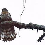 The Hawk-Cuckoo, this bird is also a member of the chatrik family.


 ਊਨਵਿ ਘਨਹਰੁ ਗਰਜੈ ਬਰਸੈ ਕੋਕਿਲ ਮੋਰ ਬੈਰਾਗੈ ॥
oonav ghanehar garajai barasai kokil mor bairaagai ||
The low-hanging clouds crack with thunder and burst. The cuckoos and the pea{censored}s are filled with passion,

The chatriks of Gurbani are a family of songbirds that include the peafowl, nightingale, cuckoo and kohel.