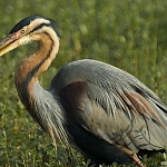 The purple heron.


 ਹੰਸਾ ਵੇਖਿ ਤਰੰਦਿਆ ਬਗਾਂ ਭਿ ਆਯਾ ਚਾਉ ॥
hansaa vaekh tharandhiaa bagaan bh aayaa chaao ||
Seeing the swans swimming, the herons became envious.