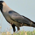 The house crow. In the Punjab, these crows sit in groups on the rooftops of village houses. Although a familiar sight in the villages, in Gurbani, the crow is the symbol of spiritual doubt. And Guruji often compares the crow to those spiritually lost who wander from one deserted house to another.

Guru Nanak said, 

ਕਿਆ ਹੰਸੁ ਕਿਆ ਬਗੁਲਾ ਜਾ ਕਉ ਨਦਰਿ ਕਰੇਇ ॥
kiaa hans kiaa bagulaa jaa ko nadhar karaee ||
Which is the swan, and which is the crane? It is only by His Glance of Grace.

ਜੋ ਤਿਸੁ ਭਾਵੈ ਨਾਨਕਾ ਕਾਗਹੁ ਹੰਸੁ ਕਰੇਇ ॥੨॥
jo this bhaavai naanakaa kaagahu hans karaee ||2||
Whoever is pleasing to Him, O Nanak, is transformed from a crow into a swan. ||2||




And from Sant Kabir,

ਉਰ ਨ ਭੀਜੈ ਪਗੁ ਨਾ ਖਿਸੈ ਹਰਿ ਦਰਸਨ ਕੀ ਆਸਾ ॥੧॥
our n bheejai pag naa khisai har dharasan kee aasaa ||1||
Her heart is not happy, but she does not retrace her steps, in hopes of seeing the Blessed Vision of the Lord's Darshan. ||1||

ਉਡਹੁ ਨ ਕਾਗਾ ਕਾਰੇ ॥
ouddahu n kaagaa kaarae ||
So fly away, black crow,