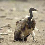 The Indian Vulture.

In the United States, the species of vulture we have here is called Cathares aura or  "the golden purifier." Among the aboriginal or native American peoples, the vulture is a power animal, one that uses the energy of the earth to sail in the sky and to pull away from the forces of gravity.

The vulture cleans the earth of carrion and death, and never kills to feed itself.

 ਜਿਥੈ ਡਿਠਾ ਮਿਰਤਕੋ ਇਲ ਬਹਿਠੀ ਆਇ ॥੨॥
jithhai ddithaa mirathako eil behithee aae ||2||
- wherever the vulture sees a dead body, he flies down and lands. ||2||

In many religious traditions, the vulture is not a symbol of something disgusting. Rather it symbolizes purification. To dream of a vulture is considered a positive omen. The vulture indicates that all that is rotten in the core of the self will be eaten away.