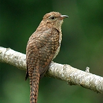 The cuckoo, member of the family of chatriks, whose photo was taken in the Haryana National Park.

 ਆਨ ਜਲਾ ਸਿਉ ਕਾਜੁ ਨ ਕਛੂਐ ਹਰਿ ਬੂੰਦ ਚਾਤ੍ਰਿਕ ਕਉ ਦੀਜੈ ॥੧॥
aan jalaa sio kaaj n kashhooai har boondh chaathrik ko dheejai ||1||
I am not concerned with any other water; please bless this songbird with a Drop of Your Water, Lord. ||1||