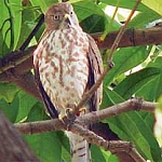 The sparrow hawk.

The hawk is mentioned only 5 times in Gurbani. There are two different ways that the hawk is understood.  Here is one way:

ਸੀਚਾਨੇ ਜਿਉ ਪੰਖੀਆ ਜਾਲੀ ਬਧਿਕ ਹਾਥਿ ॥
seechaanae jio pankheeaa jaalee badhhik haathh ||
Think of the hawk preying on the birds, and the net in the hands of the hunter.

ਗੁਰਿ ਰਾਖੇ ਸੇ ਉਬਰੇ ਹੋਰਿ ਫਾਥੇ ਚੋਗੈ ਸਾਥਿ ॥
gur raakhae sae oubarae hor faathhae chogai saathh ||
Those who are protected by the Guru are saved; the others are caught by the bait.

And this is the other vision of the hawk, from Sheik Farid:

ਫਰੀਦਾ ਦਰੀਆਵੈ ਕੰਨ੍ਹ੍ਹੈ ਬਗੁਲਾ ਬੈਠਾ ਕੇਲ ਕਰੇ ॥
fareedhaa dhareeaavai kannhai bagulaa baithaa kael karae ||
Fareed, the crane perches on the river bank, playing joyfully.

ਕੇਲ ਕਰੇਦੇ ਹੰਝ ਨੋ ਅਚਿੰਤੇ ਬਾਜ ਪਏ ॥
kael karaedhae hanjh no achinthae baaj peae ||
While it is playing, a hawk suddenly pounces on it.

ਬਾਜ ਪਏ ਤਿਸੁ ਰਬ ਦੇ ਕੇਲਾਂ ਵਿਸਰੀਆਂ ॥
baaj peae this rab dhae kaelaan visareeaaan ||
When the Hawk of God attacks, playful sport is forgotten.

ਜੋ ਮਨਿ ਚਿਤਿ ਨ ਚੇਤੇ ਸਨਿ ਸੋ ਗਾਲੀ ਰਬ ਕੀਆਂ ॥੯੯॥
jo man chith n chaethae san so gaalee rab keeaaan ||99||
God does what is not expected or even considered. ||99||