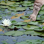 Fish Pond

I decided to day that I was going to leave the Snippy Goldfish family and do a more serious illustration-collage. I had found a tuk in Sri Guru Granth Sahib ji about being a frog and wanted to illustrate it. I went to Creative Commons and found this beautiful pond with the little green frog and the beautiful water lily/lotus. Somehow the pond cried out for some fish and then that cat showed up. 

Poor Snippy!