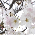 Blossom