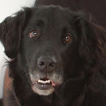 alfie