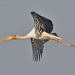 This is the painted stork-- found in northern India. The modern name for this creature is "lamdhing"

The stork is another bird in Gurbani that does not fare well. It is considered, much like the crane and the heron, to be a spiritual pretender, a fraud. Poor stork!

ਇਕਿ ਅਪਣੈ ਸੁਆਇ ਆਇ ਬਹਹਿ ਗੁਰ ਆਗੈ ਜਿਉ ਬਗੁਲ ਸਮਾਧਿ ਲਗਾਈਐ ॥੩॥
eik apanai suaae aae behehi gur aagai jio bagul samaadhh lagaaeeai ||3||
Some come for their own purposes, and sit before the Guru; they pretend to be in Samaadhi, like storks with their eyes closed. ||3||


ਬਗੁਲਾ ਕਾਗ ਨੀਚ ਕੀ ਸੰਗਤਿ ਜਾਇ ਕਰੰਗ ਬਿਖੂ ਮੁਖਿ ਲਾਈਐ ॥
bagulaa kaag neech kee sangath jaae karang bikhoo mukh laaeeai ||
Associating with the wretched and the lowly, like the stork and the crow, is like feeding on a carcass of poison.


ਨਾਨਕ ਮੇਲਿ ਮੇਲਿ ਪ੍ਰਭ ਸੰਗਤਿ ਮਿਲਿ ਸੰਗਤਿ ਹੰਸੁ ਕਰਾਈਐ ॥੪॥੪॥
naanak mael mael prabh sangath mil sangath hans karaaeeai ||4||4||
Nanak: O God, unite me with the Sangat, the Congregation. United with the Sangat, I will become a swan. ||4||4||