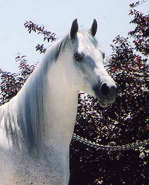 A Blue Arabian Horse

Horse
Modern Punjabi
n. ghora. M;

ਜਾਤ ਜਉਨ ਦਿਸਾਨ ਕੋ ਪਛ ਲਾਗਹੀ ਸਿਰਦਾਰ ॥
Jaat jaun disaan ko pachh laag-hisirdaar||
Wherever the horse named Sri Barn goes, the army chiefs follow him.

ਜਉਨ ਬਾਧ ਤੁਰੰਗ ਜੂਝਤ ਜੀਤੀਐ ਕਰਿ ਜੁੱਧ ॥
Jaun baadh turang joojhat jeeteeai kar(i) juddh||
Whosoever chains the horse, they fight with him and conquer him.

ਆਨ ਜਉਨ ਮਿਲੈ ਬਚੈ ਨਹਿ ਮਾਰੀਐ ਕਰਿ ਕ੍ਰੁੱਧ ॥੧੧॥੧੫੨॥
aan jaun milai bachai nah(i) maareeai kar(i) kruddh||11||152||
He who receives them, he is saved, otherwise one who confronts, is violently killed.

Sri Dasam Granth