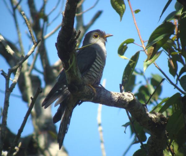 And another cuckoo, one more chatrik.


 ਕੋਕਿਲ ਅੰਬ ਪਰੀਤਿ ਚਵੈ ਸੁਹਾਵੀਆ ਮਨ ਹਰਿ ਰੰਗੁ ਕੀਜੀਐ ॥
kokil anb pareeth chavai suhaaveeaa man har rang keejeeai ||
The cuckoo is in love with the mango tree, and sings so sweetly. O my mind, love the Lord in this way.