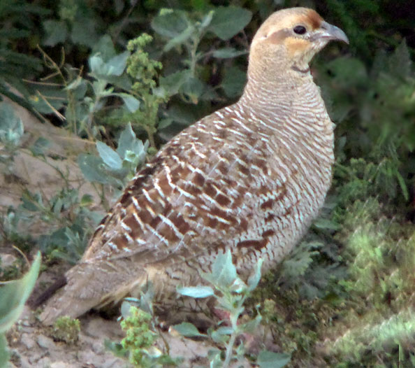 Another chatrik, similar to the partridge in Europe and North America.

The chatrik in sriRaag is a symbol of the soul bride. 

 ਅਨਦਿਨੁ ਸਦਾ ਫਿਰੈ ਬਿਲਲਾਦੀ ਬਿਨੁ ਪਿਰ ਨੀਦ ਨ ਪਾਵਣਿਆ ॥੪॥
anadhin sadhaa firai bilalaadhee bin pir needh n paavaniaa ||4||
She wanders around continually, crying out, night and day. Without her Husband Lord, she cannot get any sleep. ||4||