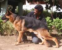 German Shepherds are very popular in India.

Dog, Modern Punjabi
n. kutta. M; kutti. F; 1. Mad dog. Halka. M; halkaya. M; 2. A small dog. Khanda. M; katura. M; gular. M;

ਮਛੀ ਤਾਰੂ ਕਿਆ ਕਰੇ ਪੰਖੀ ਕਿਆ ਆਕਾਸੁ ॥
mashhee thaaroo kiaa karae pankhee kiaa aakaas ||
What can deep water do to a fish? What can the vast sky do to a bird?


ਪਥਰ ਪਾਲਾ ਕਿਆ ਕਰੇ ਖੁਸਰੇ ਕਿਆ ਘਰ ਵਾਸੁ ॥
pathhar paalaa kiaa karae khusarae kiaa ghar vaas ||
What can cold do to a stone? What is married life to a eunuch?


ਕੁਤੇ ਚੰਦਨੁ ਲਾਈਐ ਭੀ ਸੋ ਕੁਤੀ ਧਾਤੁ ॥
kuthae chandhan laaeeai bhee so kuthee dhhaath ||
You may apply sandalwood oil to a dog, but he will still be a dog.