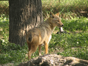 Golden Jackal