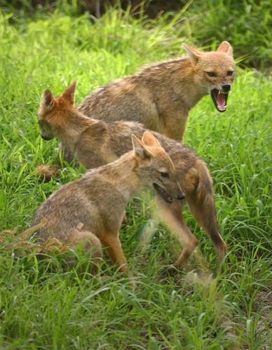 Indian Jackal

Modern Punjabi
n. giddar. M; giddari. F;

The  jackal is named only 5 times in Gurbani, and siaar is the word used 4 of those 5 times.

ਜਬ ਲਗੁ ਸਿੰਘੁ ਰਹੈ ਬਨ ਮਾਹਿ ॥
jab lag singh rehai ban maahi ||
As long as the tiger lives in the forest,

ਤਬ ਲਗੁ ਬਨੁ ਫੂਲੈ ਹੀ ਨਾਹਿ ॥
thab lag ban foolai hee naahi ||
the forest does not flower.

ਜਬ ਹੀ ਸਿਆਰੁ ਸਿੰਘ ਕਉ ਖਾਇ ॥
jab hee siaar singh ko khaae ||
But when the jackal eats the tiger,

ਫੂਲਿ ਰਹੀ ਸਗਲੀ ਬਨਰਾਇ ॥੨॥
fool rehee sagalee banaraae ||2||
then the entire forest flowers. ||2||

ਜੀਤੋ ਬੂਡੈ ਹਾਰੋ ਤਿਰੈ ॥
jeetho booddai haaro thirai ||
The victorious are drowned, while the defeated swim across.