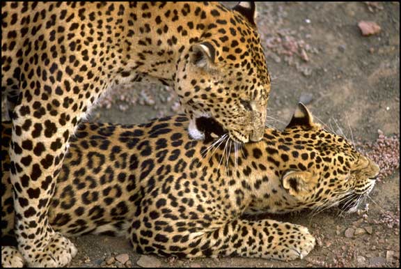 Leopard

Modern Punjabi
Could not find the word for "leopard" in the online dictionary. This is the Romanized transliteration cqrw, plMg (chtar, peemhag). However  the entry for "spotted" follows: daggi ; khaldar ; dabb karabba ; dabba ; chitla. Have some fun, because "chitia"  has possibilities. 

Anyway,  Guruji is saying "cheethhae." Do you think Guruji meant cheetah and the translator got it wrong? Unfortunately, "cheetah" was not in the online dictionary either. So let's just go with Guruji, who never fails us.

ਸੁਆਨ ਸਿਆਲ ਮਾਇਆ ਮਹਿ ਰਾਤਾ ॥
suaan siaal maaeiaa mehi raathaa ||
Dogs and jackals are imbued with Maya.


ਬੰਤਰ ਚੀਤੇ ਅਰੁ ਸਿੰਘਾਤਾ ॥
banthar cheethae ar singhaathaa ||
Monkeys, leopards and lions,

ਮਾਂਜਾਰ ਗਾਡਰ ਅਰੁ ਲੂਬਰਾ ॥
maanjaar gaaddar ar loobaraa ||
cats, sheep, foxes,

ਬਿਰਖ ਮੂਲ ਮਾਇਆ ਮਹਿ ਪਰਾ ॥੪॥
birakh mool maaeiaa mehi paraa ||4||
trees and roots are planted in Maya. ||4||

ਮਾਇਆ ਅੰਤਰਿ ਭੀਨੇ ਦੇਵ ॥
maaeiaa anthar bheenae dhaev ||
Even the gods are drenched with Maya,

See other animals in this Guru Vaak uploaded in related albums when available.