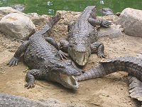 Marsh Crocodiles Basking in the Sun

Modern Punjabi
n. sanar. M; magar machh. M;

ਗੁਰਮੁਖਿ ਗਾਰੜੁ ਜੇ ਸੁਣੇ ਮੰਨੇ ਨਾਉ ਸੰਤੋਸੁ ॥੪॥
guramukh gaararr jae sunae mannae naao santhos ||4||
If one, as Gurmukh, hears and believes in the Name, the charm against poison, his mind becomes content. ||4||


ਮਾਗਰਮਛੁ ਫਹਾਈਐ ਕੁੰਡੀ ਜਾਲੁ ਵਤਾਇ ॥
maagaramashh fehaaeeai kunddee jaal vathaae ||
The crocodile is caught by the hook and line;

Guru Nanak Dev ji