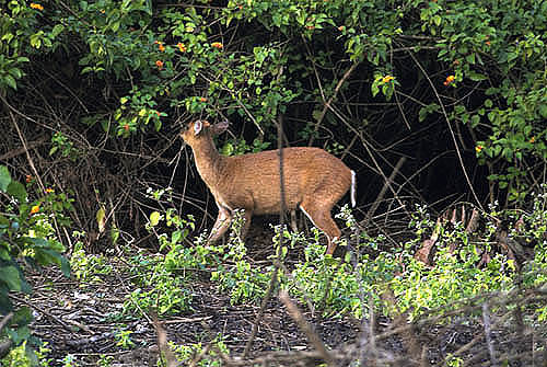 Rare Barking Deer

Modern Punjabi
n. haran. M; harni. F;

ਨਾਮੁ ਨਿਧਾਨੁ ਹਰਿ ਵਣਜੀਐ ਹੀਰੇ ਪਰਵਾਲੇ ॥
naam nidhhaan har vanajeeai heerae paravaalae ||
He deals in the treasure of the Lord's Name, the jewels and the diamonds.


ਵਿਣੁ ਕਾਇਆ ਜਿ ਹੋਰ ਥੈ ਧਨੁ ਖੋਜਦੇ ਸੇ ਮੂੜ ਬੇਤਾਲੇ ॥
vin kaaeiaa j hor thhai dhhan khojadhae sae moorr baethaalae ||
Those who search for this treasure outside of the body, in other places, are foolish demons.


ਸੇ ਉਝੜਿ ਭਰਮਿ ਭਵਾਈਅਹਿ ਜਿਉ ਝਾੜ ਮਿਰਗੁ ਭਾਲੇ ॥੧੫॥
sae oujharr bharam bhavaaeeahi jio jhaarr mirag bhaalae ||15||
They wander around in the wilderness of doubt, like the deer who searches for the musk in the bushes. ||15||

Guru Ram Das Dev ji