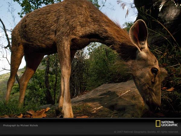 Sambar Deer Drinking

Modern Punjabi
n. haran. M; harni. F;

ਹਰਣੀ ਹੋਵਾ ਬਨਿ ਬਸਾ ਕੰਦ ਮੂਲ ਚੁਣਿ ਖਾਉ ॥
haranee hovaa ban basaa kandh mool chun khaao ||
What if I were to become a deer, and live in the forest, picking and eating fruits and roots


ਗੁਰ ਪਰਸਾਦੀ ਮੇਰਾ ਸਹੁ ਮਿਲੈ ਵਾਰਿ ਵਾਰਿ ਹਉ ਜਾਉ ਜੀਉ ॥੧॥
gur parasaadhee maeraa sahu milai vaar vaar ho jaao jeeo ||1||
- by Guru's Grace, I am a sacrifice to my Master. Again and again, I am a sacrifice, a sacrifice. ||1||

Guru Nanak Dev ji