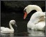 ਸਰਵਰ ਮਹਿ ਹੰਸੁ ਪ੍ਰਾਨਪਤਿ ਪਾਵੈ ॥੧॥
saravar mehi hans praanapath paavai ||1||
Within this pool, the swans find their Lord, the Lord of their souls. ||1||