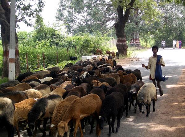 Sheep and Sheepherder in India

Modern Punjabi
bhed. F; bheri.f ; fat tailed sheep. Dumba. M;

ਕਹੁ ਕਬੀਰ ਪਰਗਟੁ ਭਈ ਖੇਡ ॥
kahu kabeer paragatt bhee khaedd ||
Says Kabeer, a strange sport has become manifest:

ਲੇਲੇ ਕਉ ਚੂਘੈ ਨਿਤ ਭੇਡ ॥੩॥
laelae ko chooghai nith bhaedd ||3||
the sheep is sucking the milk of her lamb. ||3||

ਰਾਮ ਰਮਤ ਮਤਿ ਪਰਗਟੀ ਆਈ ॥
raam ramath math paragattee aaee ||
Chanting the Lord's Name, my intellect is enlightened.

ਕਹੁ ਕਬੀਰ ਗੁਰਿ ਸੋਝੀ ਪਾਈ ॥੪॥੧॥੧੪॥
kahu kabeer gur sojhee paaee ||4||1||14||
Says Kabeer, the Guru has blessed me with this understanding. ||4||1||14||