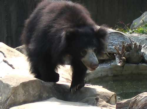 Sloth Bear 


Modern Punjabi
n. bhalu. M; bahlu. M; richch. M; richchni. F;

Endangered, modern India's excellent conservation record is making remarkable strides in preserving this species.

ਭਾਂਤਿ ਭਾਂਤਿ ਬਨ ਖੇਲ ਸਿਕਾਰਾ ॥ ਮਾਰੇ ਰੀਛ ਰੋਝ ਝੰਖਾਰਾ ॥੧॥
Bhaant(i) bhaant(i) ban khel sikaaraa|| Maare roochh rojh jhankhaaraa||1||
I went hunting various kinds of animals in the forest and killed bears, nilgais (blue bulls) and elks.1.


ਦੇਸ ਚਾਲ ਹਮ ਤੇ ਪੁਨਿ ਭਈ ॥ ਸਹਰ ਪਾਂਵਟਾ ਕੀ ਸੁਧਿ ਲਈ ॥
Des chaal ham te pun(i) bhaoo|| Sahar paanvtaa koo sudh(i) laoo||
Then I left my home and went to place named Paonta.

Sri Dasam Granth