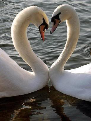 swans