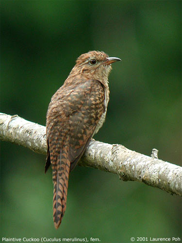 The cuckoo, member of the family of chatriks, whose photo was taken in the Haryana National Park.

 ਆਨ ਜਲਾ ਸਿਉ ਕਾਜੁ ਨ ਕਛੂਐ ਹਰਿ ਬੂੰਦ ਚਾਤ੍ਰਿਕ ਕਉ ਦੀਜੈ ॥੧॥
aan jalaa sio kaaj n kashhooai har boondh chaathrik ko dheejai ||1||
I am not concerned with any other water; please bless this songbird with a Drop of Your Water, Lord. ||1||