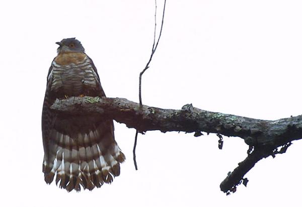 The Hawk-Cuckoo, this bird is also a member of the chatrik family.


 ਊਨਵਿ ਘਨਹਰੁ ਗਰਜੈ ਬਰਸੈ ਕੋਕਿਲ ਮੋਰ ਬੈਰਾਗੈ ॥
oonav ghanehar garajai barasai kokil mor bairaagai ||
The low-hanging clouds crack with thunder and burst. The cuckoos and the pea{censored}s are filled with passion,

The chatriks of Gurbani are a family of songbirds that include the peafowl, nightingale, cuckoo and kohel.