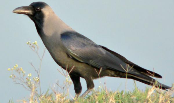 The house crow. In the Punjab, these crows sit in groups on the rooftops of village houses. Although a familiar sight in the villages, in Gurbani, the crow is the symbol of spiritual doubt. And Guruji often compares the crow to those spiritually lost who wander from one deserted house to another.

Guru Nanak said, 

ਕਿਆ ਹੰਸੁ ਕਿਆ ਬਗੁਲਾ ਜਾ ਕਉ ਨਦਰਿ ਕਰੇਇ ॥
kiaa hans kiaa bagulaa jaa ko nadhar karaee ||
Which is the swan, and which is the crane? It is only by His Glance of Grace.

ਜੋ ਤਿਸੁ ਭਾਵੈ ਨਾਨਕਾ ਕਾਗਹੁ ਹੰਸੁ ਕਰੇਇ ॥੨॥
jo this bhaavai naanakaa kaagahu hans karaee ||2||
Whoever is pleasing to Him, O Nanak, is transformed from a crow into a swan. ||2||




And from Sant Kabir,

ਉਰ ਨ ਭੀਜੈ ਪਗੁ ਨਾ ਖਿਸੈ ਹਰਿ ਦਰਸਨ ਕੀ ਆਸਾ ॥੧॥
our n bheejai pag naa khisai har dharasan kee aasaa ||1||
Her heart is not happy, but she does not retrace her steps, in hopes of seeing the Blessed Vision of the Lord's Darshan. ||1||

ਉਡਹੁ ਨ ਕਾਗਾ ਕਾਰੇ ॥
ouddahu n kaagaa kaarae ||
So fly away, black crow,