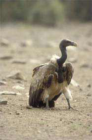 The Indian Vulture.

In the United States, the species of vulture we have here is called Cathares aura or  "the golden purifier." Among the aboriginal or native American peoples, the vulture is a power animal, one that uses the energy of the earth to sail in the sky and to pull away from the forces of gravity.

The vulture cleans the earth of carrion and death, and never kills to feed itself.

 ਜਿਥੈ ਡਿਠਾ ਮਿਰਤਕੋ ਇਲ ਬਹਿਠੀ ਆਇ ॥੨॥
jithhai ddithaa mirathako eil behithee aae ||2||
- wherever the vulture sees a dead body, he flies down and lands. ||2||

In many religious traditions, the vulture is not a symbol of something disgusting. Rather it symbolizes purification. To dream of a vulture is considered a positive omen. The vulture indicates that all that is rotten in the core of the self will be eaten away.