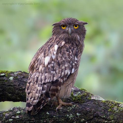 The owl is mentioned only one time by Guruji. In the Western tradition, the owl symbolizes wisdom, a keeness of sight perhaps the basis for this belief. Thus, going far back into pagan times and even today, the owl is understood to be a familiar of other planes of knowledge. An owl might be the companion of a witch, sorcerer or shaman. We say "wise as an owl."

However, in Gurbani the owl is seen quite differently. The owl is not seen as wise.

 ਸੰਪਤ ਦੋਲ ਝੋਲ ਸੰਗਿ ਝੂਲਤ ਮਾਇਆ ਮਗਨ ਭ੍ਰਮਤ ਘੁਘਨਾ ॥
sanpath dhol jhol sang jhoolath maaeiaa magan bhramath ghughanaa ||
You swing in the swing of wealth, intoxicated with Maya, and you wander around like an owl.

In the old Punjab, to see an owl perched on the rooftop of a house or on a tree nearby was considered to be a bad omen, perhaps even predicting a death, but certainly indicating that the events of the day would come to a sad end.