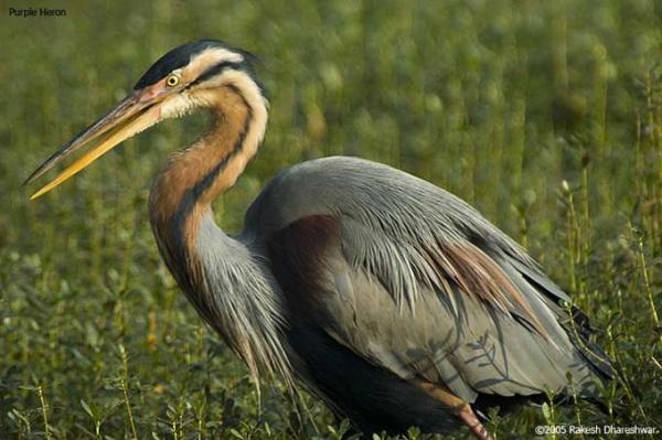 The purple heron.


 ਹੰਸਾ ਵੇਖਿ ਤਰੰਦਿਆ ਬਗਾਂ ਭਿ ਆਯਾ ਚਾਉ ॥
hansaa vaekh tharandhiaa bagaan bh aayaa chaao ||
Seeing the swans swimming, the herons became envious.