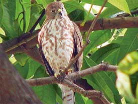 The sparrow hawk.

The hawk is mentioned only 5 times in Gurbani. There are two different ways that the hawk is understood.  Here is one way:

ਸੀਚਾਨੇ ਜਿਉ ਪੰਖੀਆ ਜਾਲੀ ਬਧਿਕ ਹਾਥਿ ॥
seechaanae jio pankheeaa jaalee badhhik haathh ||
Think of the hawk preying on the birds, and the net in the hands of the hunter.

ਗੁਰਿ ਰਾਖੇ ਸੇ ਉਬਰੇ ਹੋਰਿ ਫਾਥੇ ਚੋਗੈ ਸਾਥਿ ॥
gur raakhae sae oubarae hor faathhae chogai saathh ||
Those who are protected by the Guru are saved; the others are caught by the bait.

And this is the other vision of the hawk, from Sheik Farid:

ਫਰੀਦਾ ਦਰੀਆਵੈ ਕੰਨ੍ਹ੍ਹੈ ਬਗੁਲਾ ਬੈਠਾ ਕੇਲ ਕਰੇ ॥
fareedhaa dhareeaavai kannhai bagulaa baithaa kael karae ||
Fareed, the crane perches on the river bank, playing joyfully.

ਕੇਲ ਕਰੇਦੇ ਹੰਝ ਨੋ ਅਚਿੰਤੇ ਬਾਜ ਪਏ ॥
kael karaedhae hanjh no achinthae baaj peae ||
While it is playing, a hawk suddenly pounces on it.

ਬਾਜ ਪਏ ਤਿਸੁ ਰਬ ਦੇ ਕੇਲਾਂ ਵਿਸਰੀਆਂ ॥
baaj peae this rab dhae kaelaan visareeaaan ||
When the Hawk of God attacks, playful sport is forgotten.

ਜੋ ਮਨਿ ਚਿਤਿ ਨ ਚੇਤੇ ਸਨਿ ਸੋ ਗਾਲੀ ਰਬ ਕੀਆਂ ॥੯੯॥
jo man chith n chaethae san so gaalee rab keeaaan ||99||
God does what is not expected or even considered. ||99||