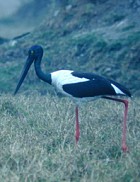 The stork does not fare well in Gurbani. All the Gurus who sing of the stork compare the bird to a fraud, someone making a pretense of meditation and samadhi. So sitting like a stork within the Congregation of the Holy is something of a joke for Guruji. 

 ਇਕਿ ਅਪਣੈ ਸੁਆਇ ਆਇ ਬਹਹਿ ਗੁਰ ਆਗੈ ਜਿਉ ਬਗੁਲ ਸਮਾਧਿ ਲਗਾਈਐ ॥੩॥
eik apanai suaae aae behehi gur aagai jio bagul samaadhh lagaaeeai ||3||
Some come for their own purposes, and sit before the Guru; they pretend to be in Samaadhi, like storks with their eyes closed. ||3||