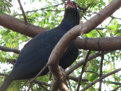 This is Kohel, also called Kokil. The male is darker than the female. She spends her nights separated from her mate, and all night they cry to one another across the river banks. 


G ਕੋਕਿਲ ਹੋਵਾ ਅੰਬਿ ਬਸਾ ਸਹਜਿ ਸਬਦ ਬੀਚਾਰੁ ॥
kokil hovaa anb basaa sehaj sabadh beechaar ||
If I were to become a cuckoo, living in a mango tree, I would still contemplate the Word of the Shabad.