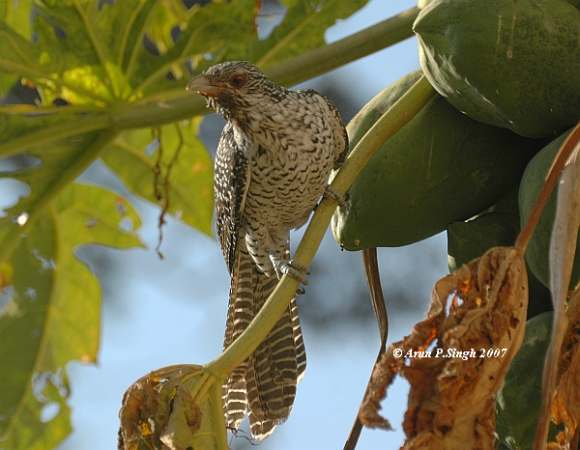 This one, Kohel (Kokil), is the female. Her feathers are spotted.

 ਜਿਉ ਕੋਕਿਲ ਕਉ ਅੰਬੁ ਬਾਲਹਾ ਤਿਉ ਮੇਰੈ ਮਨਿ ਰਾਮਈਆ ॥੨॥
jio kokil ko anb baalehaa thio maerai man raameeaa ||2||
and the mango is dear to the cuckoo, so is the Lord to my mind. ||2||