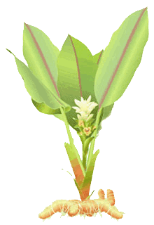 turmeric_plant.gif