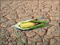 drought.JPG