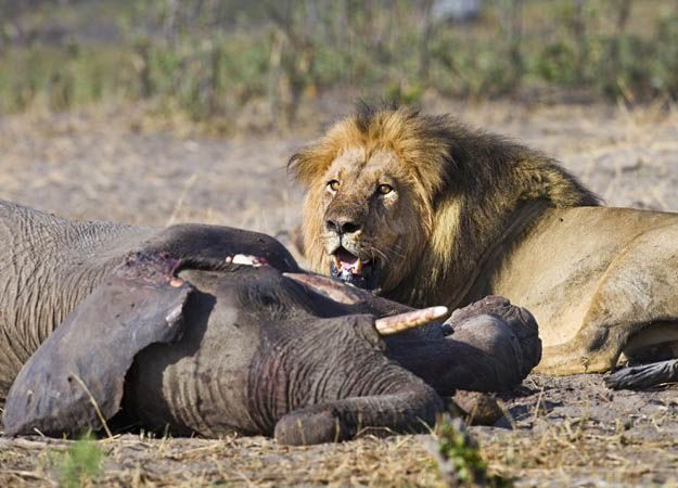 lion-eating-elephant-09.jpg