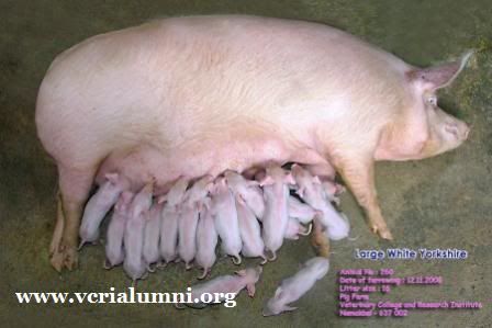 mega-litter-size-pig1.jpg