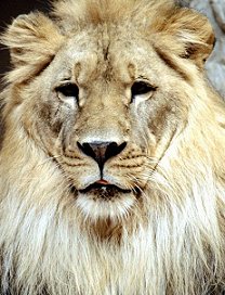lion.jpg