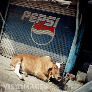 sacred+cow+pepsi.jpg