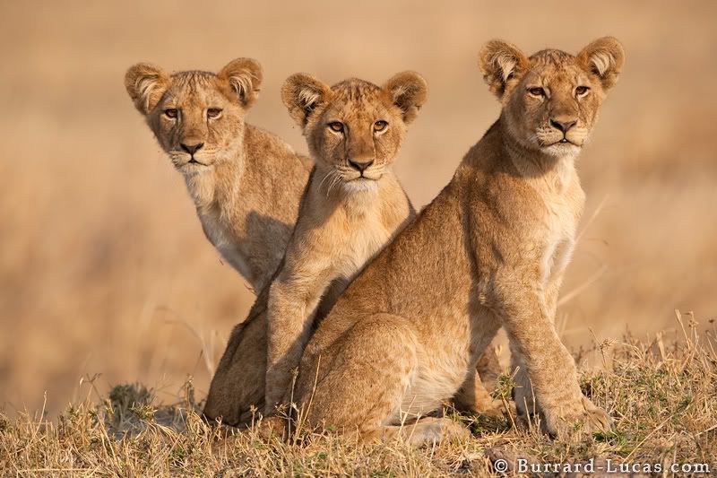 three_lion_cubs.jpg