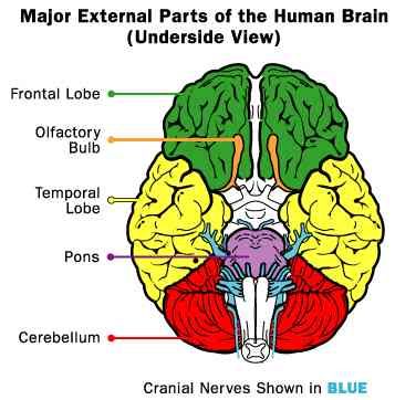human_brain_cranial_nerves_undersid.jpg
